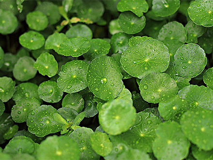 產(chǎn)品中心標(biāo)題三