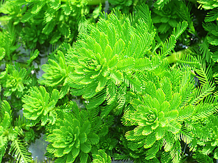 產(chǎn)品中心標(biāo)題八