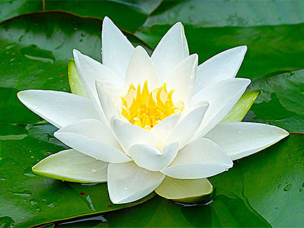 產(chǎn)品中心標(biāo)題九